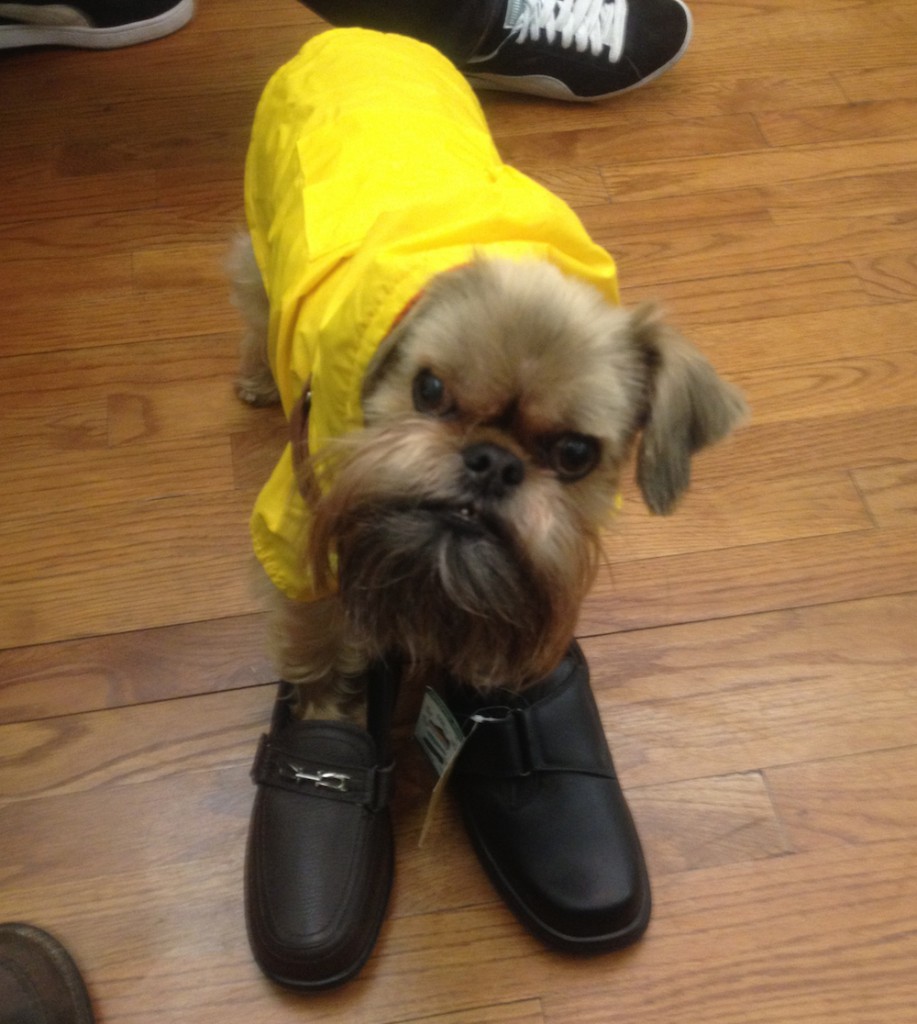 Dog wearing shoes